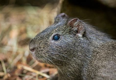 The Surprising Encounter: A Grey Rodent in My Reverie