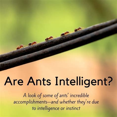 The Surprising Intelligence of Ants: Untangling Complex Challenges