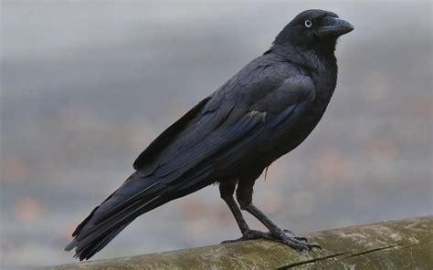 The Surprising Visitor: An Unforeseen Crow's Presence in a Reverie