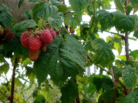 The Sweet Journey of Raspberries: From Field to Table