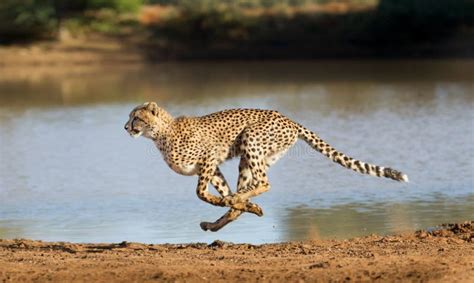 The Swift and Ferocious Nature of the Cheetah