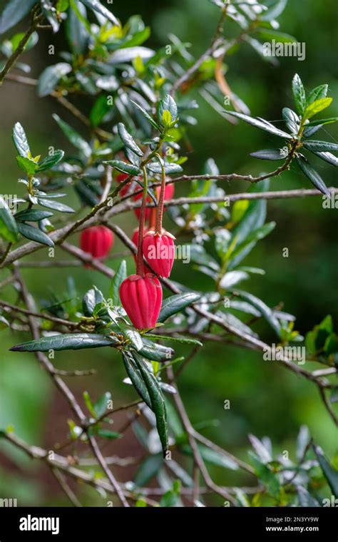 The Symbolic Implication of a Fiery Crimson Chili on a Shrub in a Fantasia