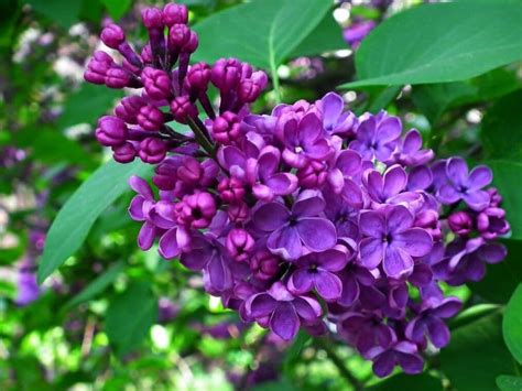 The Symbolic Importance of a Blossoming Lilac in a Lady's Vision