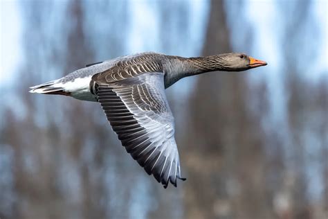 The Symbolic Importance of the Goose in Dreams