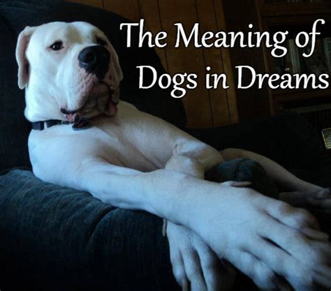 The Symbolic Interpretation of Dreaming about a Canine accompanied by Offspring