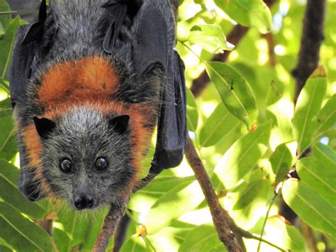 The Symbolic Meaning Behind the Bat's Intriguing Appearance