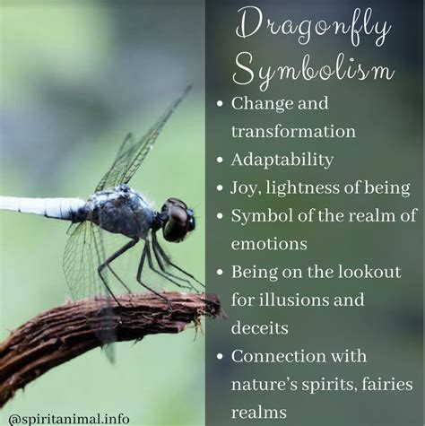 The Symbolic Meaning Behind the Presence of a Dragonfly