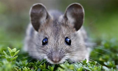 The Symbolic Meaning and Importance of a Tiny Rodent