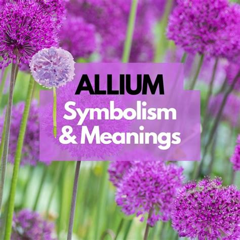 The Symbolic Meaning of Alliums in Oneiric Scenarios