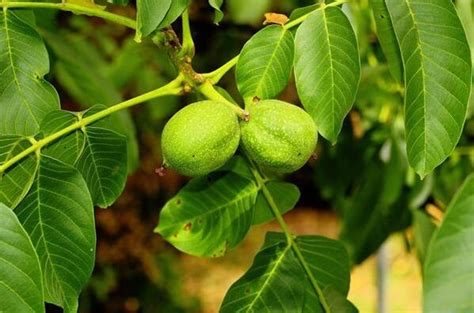 The Symbolic Meaning of Dreaming of a Walnut Tree with Walnuts