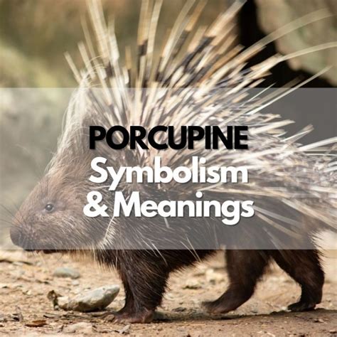 The Symbolic Meaning of Encountering a Porcupine in a Vision