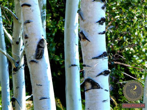 The Symbolic Meaning of Fresh Birch Saplings in Dreamscapes