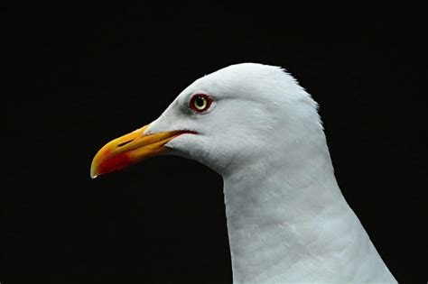 The Symbolic Meaning of Gulls in Dreams