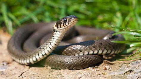 The Symbolic Meaning of Python Snakes in Dreams