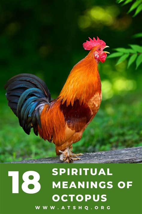 The Symbolic Meaning of Roosters