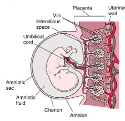 The Symbolic Meaning of Witnessing a Male Infant in the Uterus