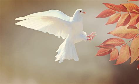 The Symbolic Meaning of a Dove Flying into a Room