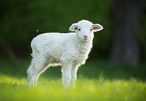 The Symbolic Representation of Innocence and Purity in the Ebony Lamb