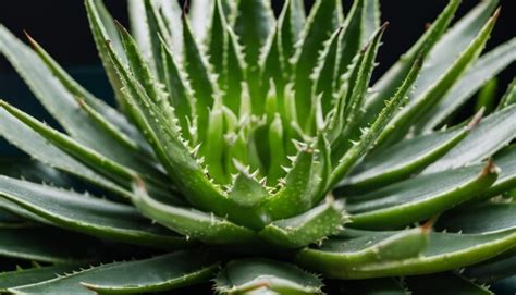 The Symbolic Representation of Resilience and Strength in a Withered Succulent