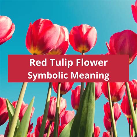 The Symbolic Significance of Crimson Tulip Blooms in Dreamscapes