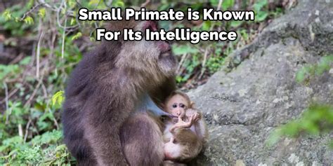 The Symbolic Significance of Encountering a Primate in the Realm of Dreams for an Unwed Female