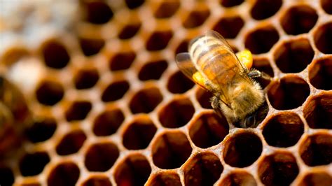 The Symbolic Significance of Honey in Beehives