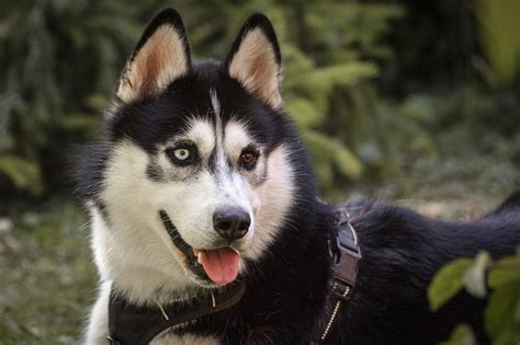 The Symbolic Significance of Husky Puppies in Dreams