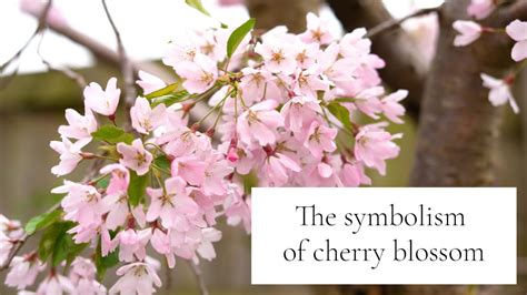 The Symbolic Significance of Receiving Blossoms in a Vision