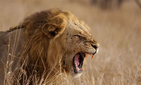 The Symbolic Significance of a Pride of Lions in Dreams