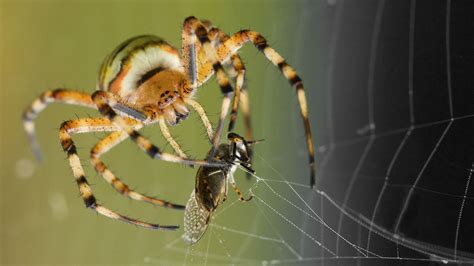 The Symbolic Significance of a Spider Successfully Capturing Its Prey