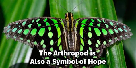 The Symbolic Significance of an Arthropod in Dreams