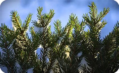 The Symbolic Significance of the Evergreen Foliage