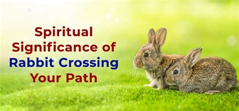 The Symbolic Significance of the Rabbit in Relation to Fertility and Fresh Starts