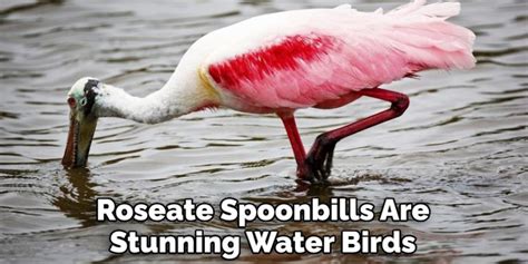 The Symbolic Significance of the Roseate Water Bird