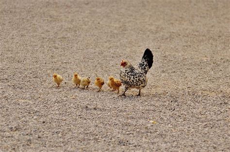 The Symbolism Behind Dreaming of a Tiny Hen