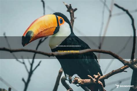 The Symbolism and Meaning Behind Toucans in Dreams