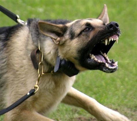 The Symbolism of Canine Aggression: A Closer Look at Hand Injuries