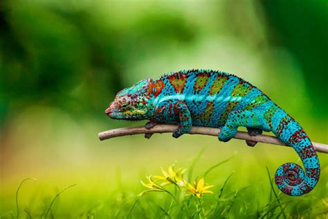 The Symbolism of Chameleons and Lizards in Dreams