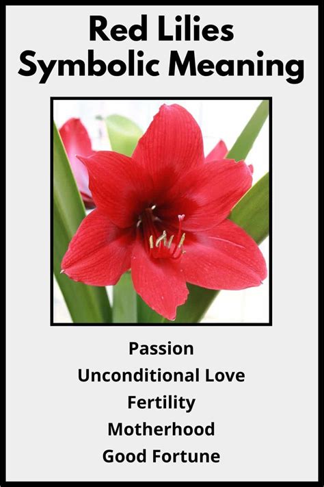 The Symbolism of Crimson Blossoms: Affection, Ardor, and Elegance