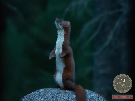 The Symbolism of Dreaming about a Rust-Colored Weasel