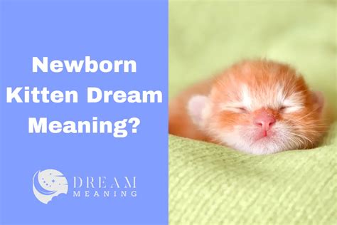 The Symbolism of Dreaming of a Newborn Kitten