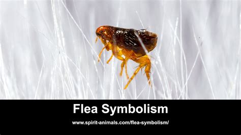 The Symbolism of Fleas and Its Implications