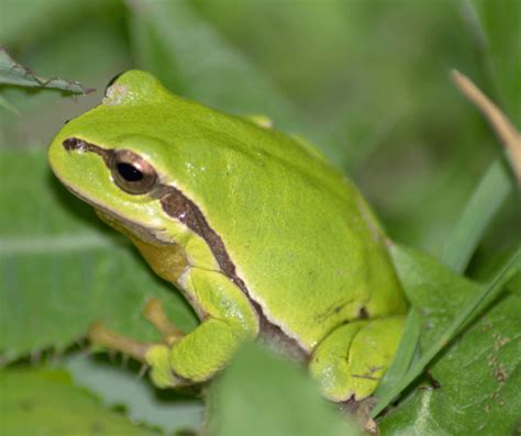 The Symbolism of Frogs in Dreams: Decoding the Enigmatic Messages