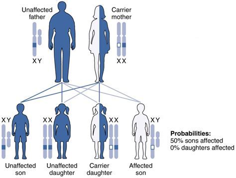 The Symbolism of Having a Pair of Male Offspring in Dreams