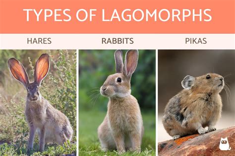 The Symbolism of Lagomorphs in Reveries: What Does It Foretell?