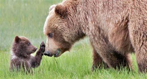 The Symbolism of Maternal Instinct and Nurture in the Presence of the Bear and Her Cubs