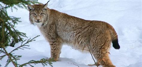 The Symbolism of a Fierce Lynx Encounter in Dreams