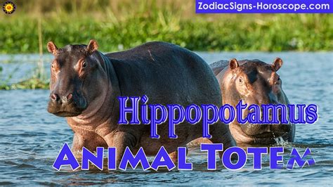 The Symbolism of a Hippopotamus Dream