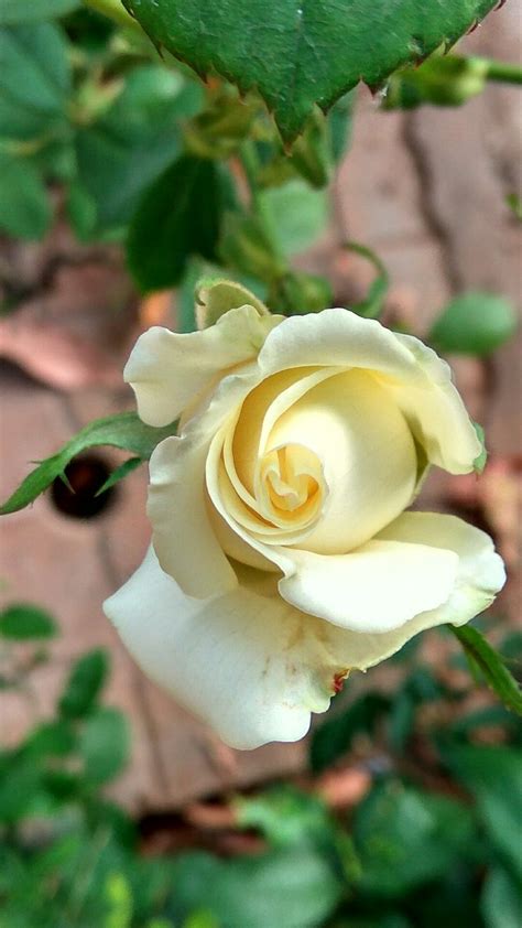 The Symbolism of a White Rose: Purity and Innocence