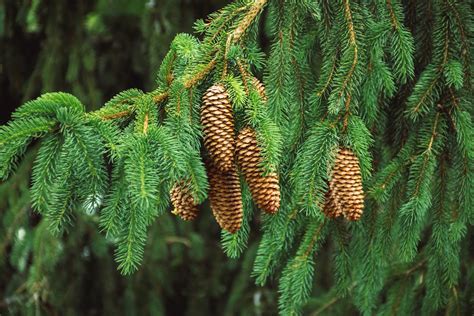 The Symbolism of the Evergreen Conifer: Unlocking the Meaning behind a Resilient New Year's Symbol